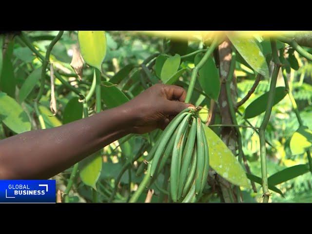 Ugandan farmers struggling with declining vanilla prices