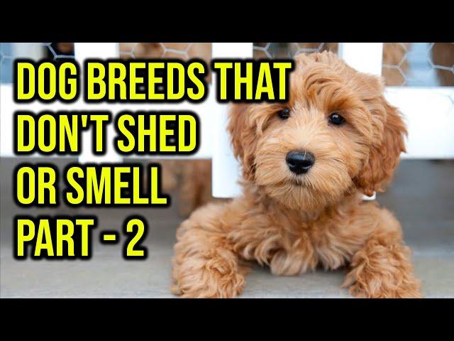 Top 10 Dog Breeds That Don't Shed Or Smell Part 2
