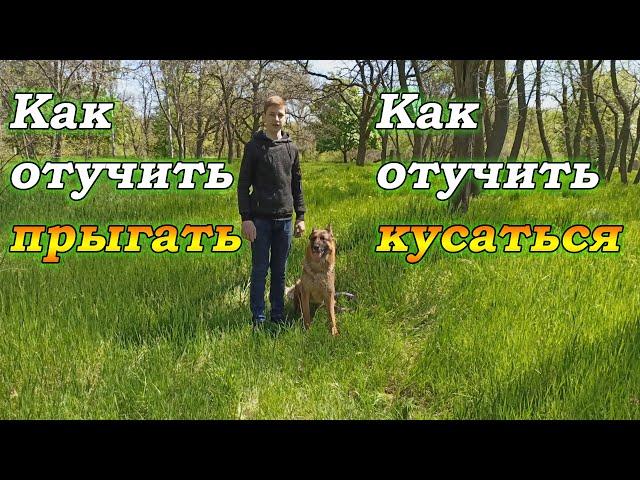 Как отучить щенка кусаться и прыгать | Что делать если щенок кусается, прыгает.