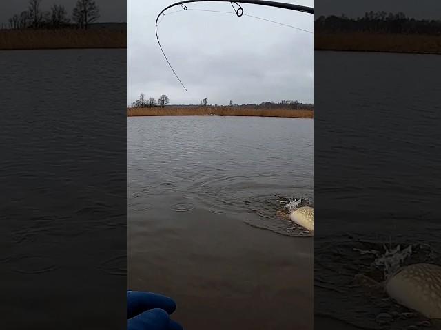 Думал мелочь а там Клара Захарова! Полное видео на канале!!!