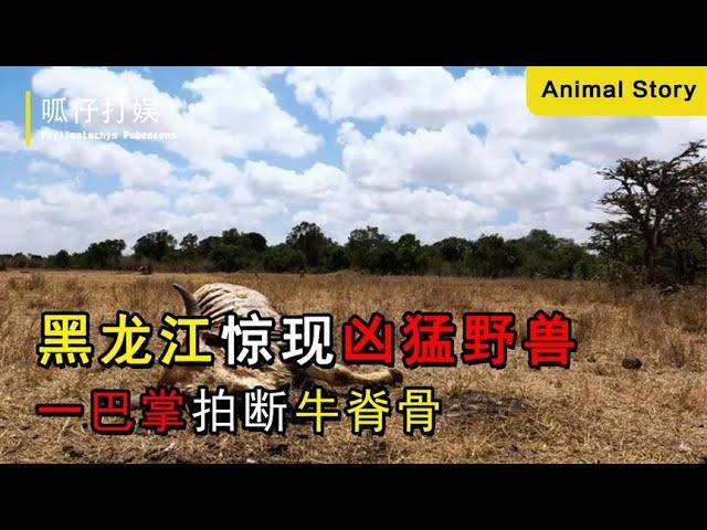 黑龙江山区惊现凶猛野兽，一巴掌拍断牛脊骨，附近村民损失惨重