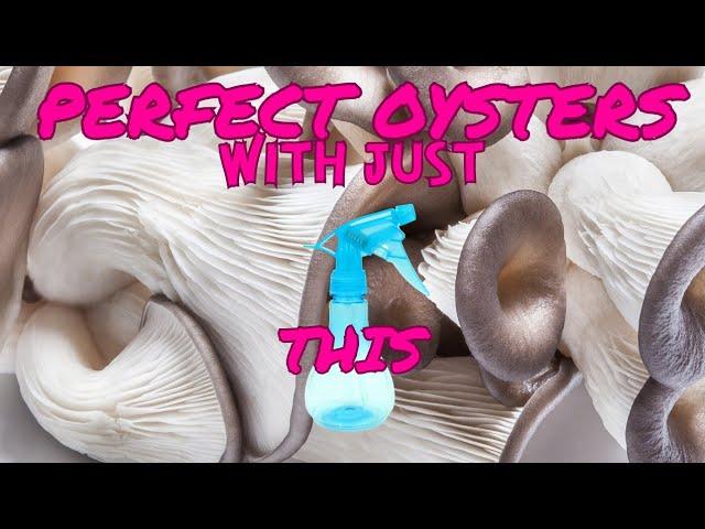 PERFECT OYSTERS WITH NO FC, Simple TEK to Nail Your First Oyster Mushroom Grow