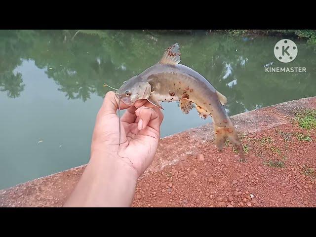 one of the most easiest fish to catch|?Goa-India| flathead, trevally,catfish, tank goby