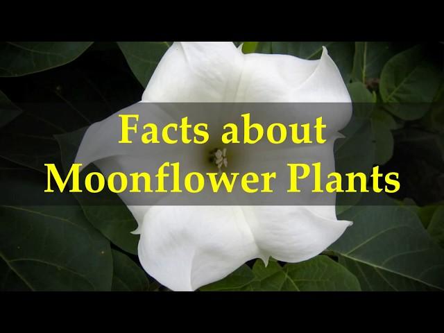 Facts about Moonflower Plants