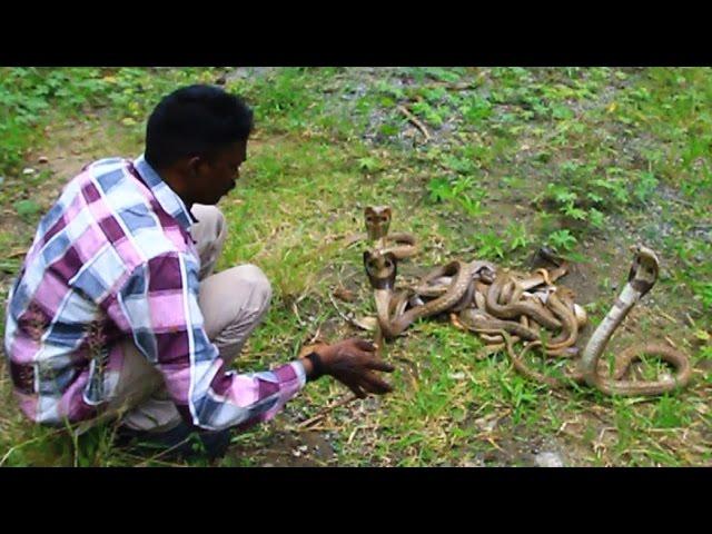 Vava Suresh with 20 Attacking Cobras !! SNAKE MASTER EP 175 05-08-2016