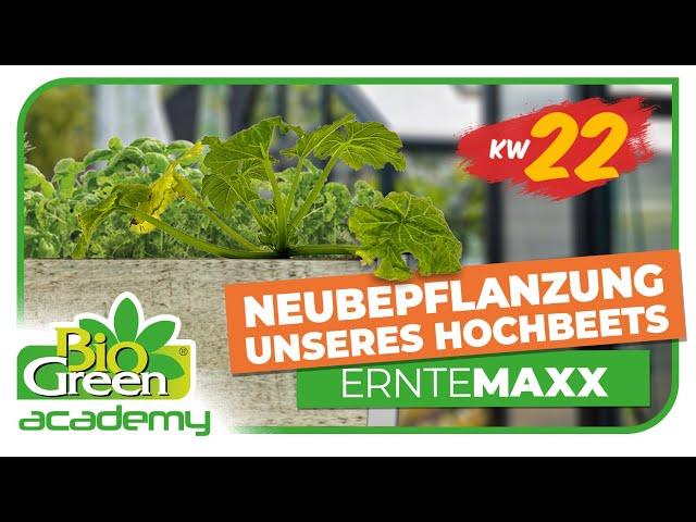 Grüne Oase im Hochbeet: Zucchini, Hokaido, Kopfsalat, Spinat und Buschbohnen im ErnteMaxx