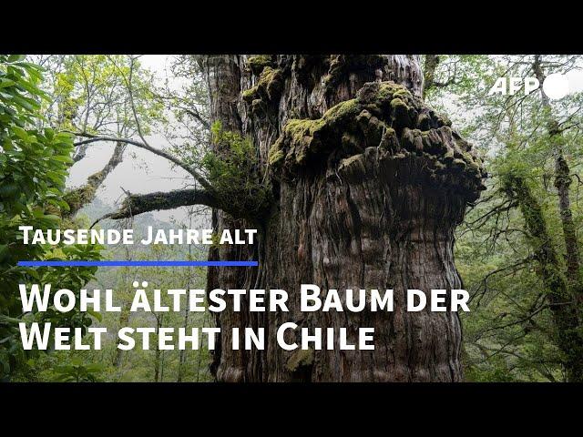 "Urgroßvater" in Chile ist ältester Baum der Welt | AFP