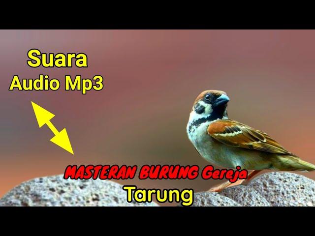 SUARA TERBAIK GEREJA TARUNG !!