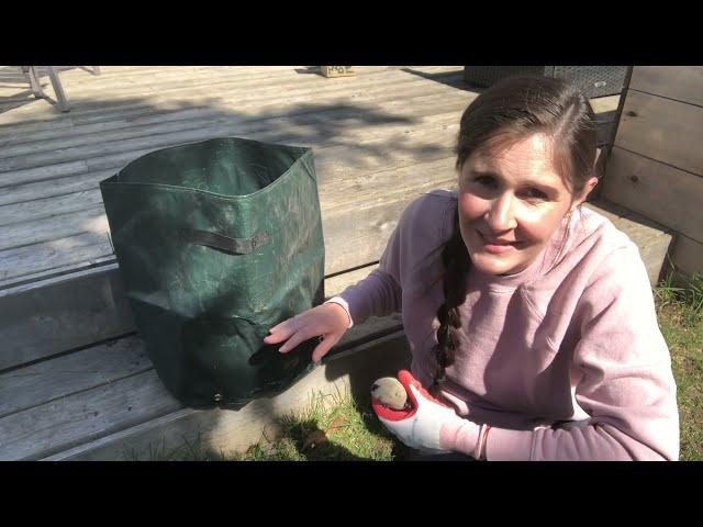 Planting potatoes in grow bags