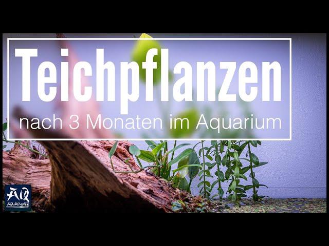 Was ist aus dem Pond Style Aquarium nach 3 Monaten geworden? (Mit Q&A) | AquaOwner