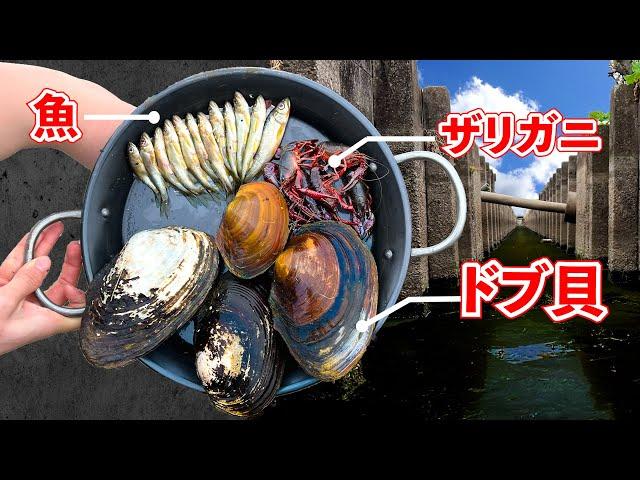 ドブの食材だけでパエリア作ってみた【ENG SUB】