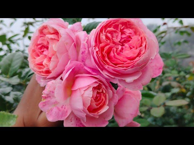 #easy grow rose#davidaustinrose