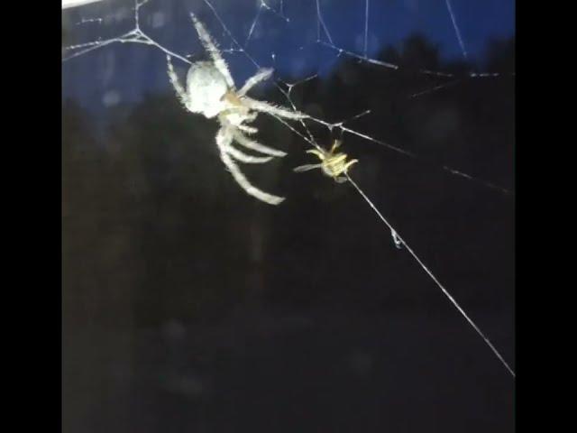 Spider Catches Yellow Jacket in Its Web || ViralHog