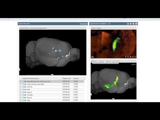 Webinar: Allen Mouse Brain Connectivity Atlas