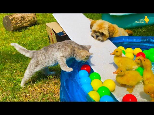 Cat, dog and funny ducklings in the pool with colorful balls