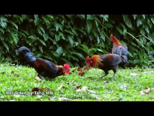 Urban Wild Chickens - The Red Junglefowl (Gallus gallus) in Singapore Part 1/2