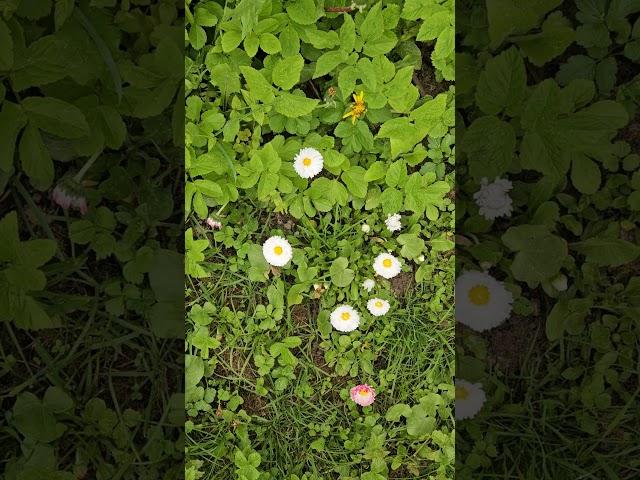 flower variety country house may 2025 #shrots #flowers #nature #russia #countryhouse #spring2025