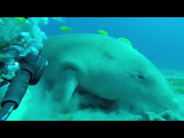 Dugong Egypt Marsa Alam