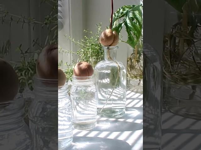 Avocado Seed to Tree in Water: The Ultimate Growing Journey Unveiled #shorts #avocado #plants