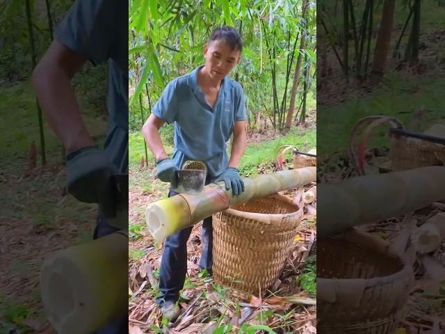 Bamboo Forest Exploration: How to Harvest and Process Bamboo Properly