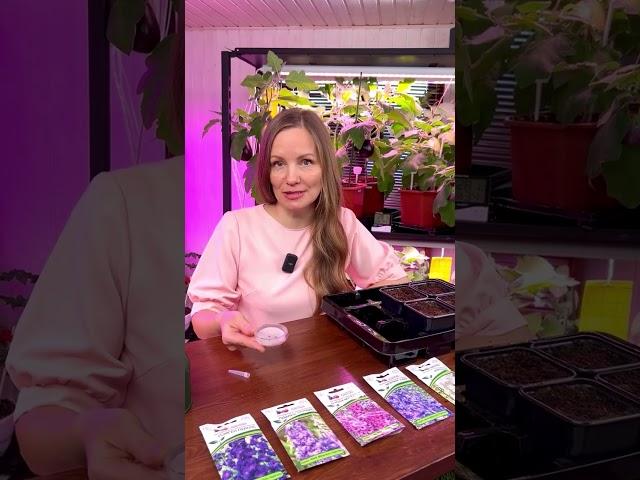 Как вырастить дельфиниумы из семян и получить крепкую рассаду | #SemenaPartnerShorts