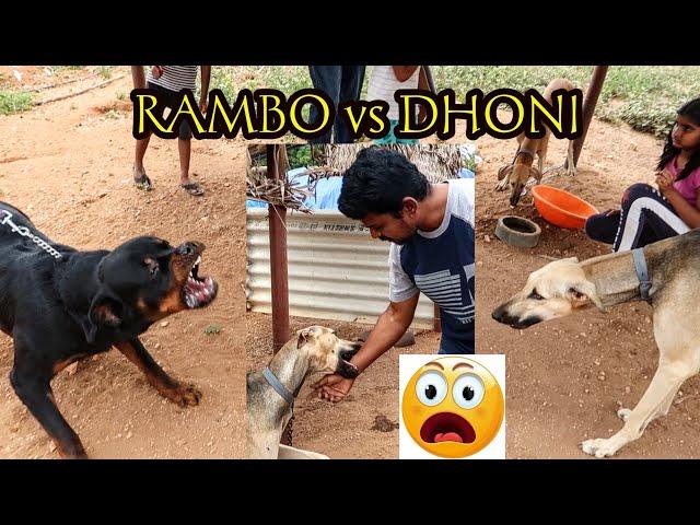 RAMBO vs DHONI | RAMBO MET KANNI DOGS | SUNDAY KALATA | Parthi Vlogger | Tamil