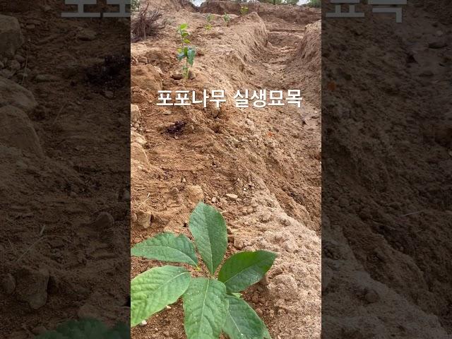포포나무 가을 묘목 묘목판매 분양문의 010 3333 6874