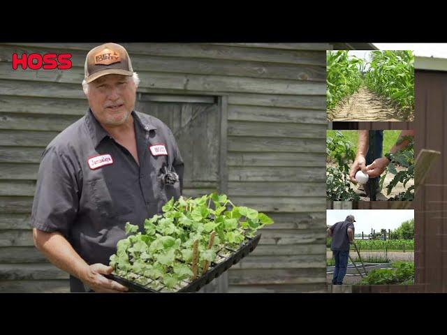 Growing Vegetables in May