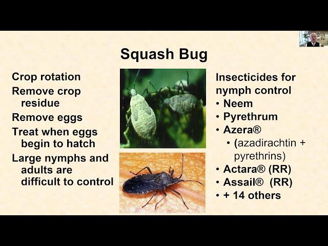 Squash Bug and Squash Vine Borer