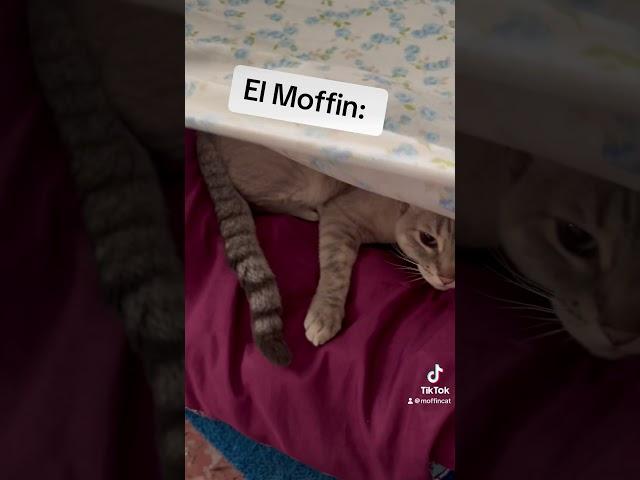 Aki toi  #gatos #gatosadorables #cat #cosasdegatos #gato #gatitosgraciosos #catmemes #humor