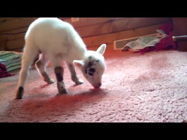 Baby Huckleberry Finally Walks | Glorious Goats