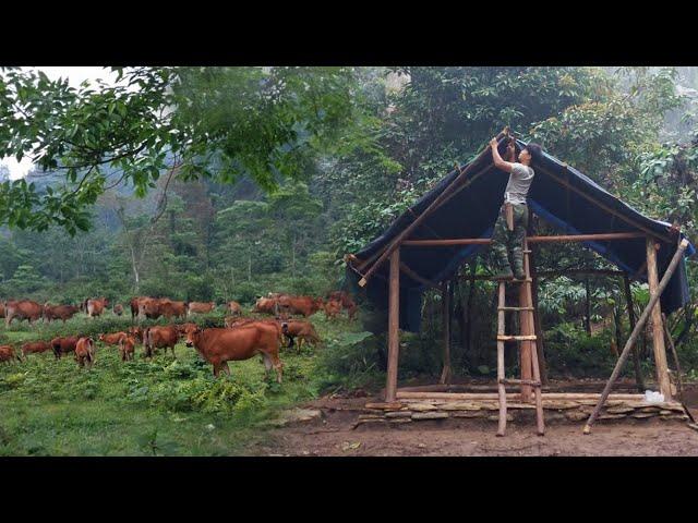 Building a new life Ep.3 - complete the wooden roof, take care of 50 cows farm in the forest