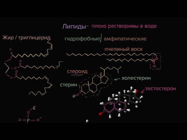 Липиды (видео 7) | Макромолекулы | Биология