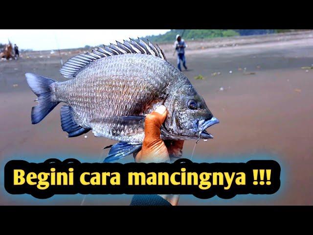 Mancing ikan bekukon di pantai pakai rangkaian engkel