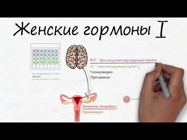 Женские гормоны (часть 1) -  RedCells.ru