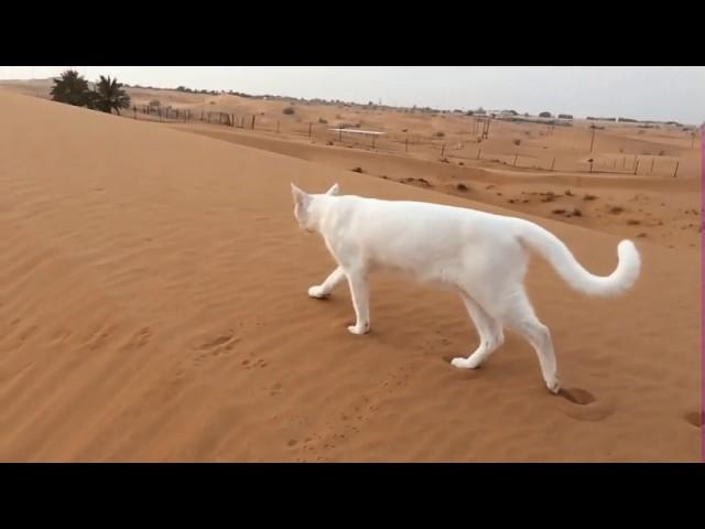 How Cat Leaves Footprints 