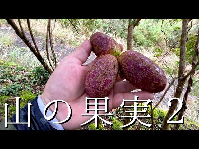 【山の果実2】自然の果物を探しにゆく！（採集編）※アケビ・山柿・マタタビ・等を採集。