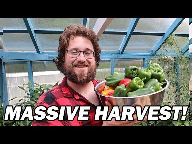 MASSIVE  Garden Harvests & Preservation