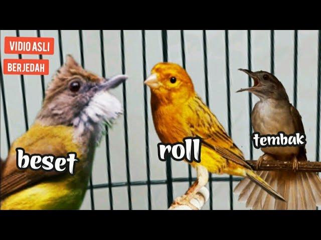 MASTERAN ROLL _TEMBAK _ BESET || MASTERAN MURAI BATU JUARA || cucak jenggot, kenari, kapas tembak