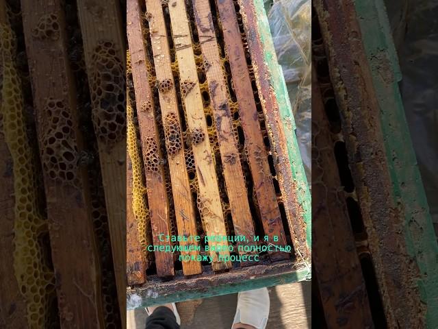 Интересно как сделать раствор щавелевой кислоты?) #пасека #мед #пчеловодство #пасекамуковнина