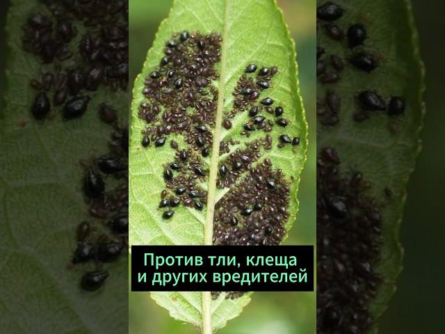 Против ТЛИ, ПАУТИННОГО КЛЕЩА и др. вредителей!  #огород #дача #сад #рецепты #вредители