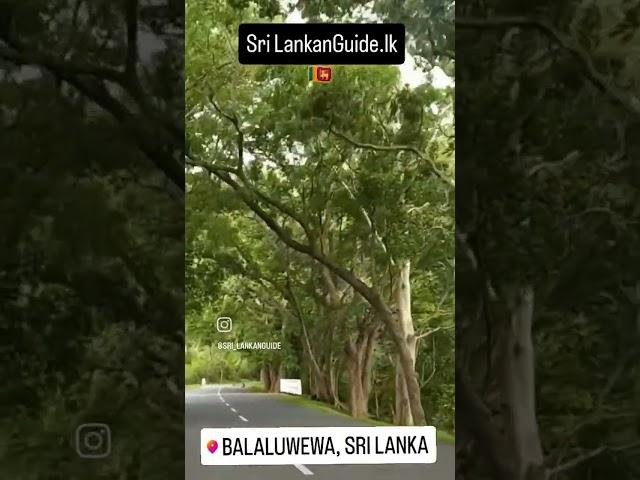 Balaluwewa, Sri Lanka #visitsrilanka #srilankantravel #guide