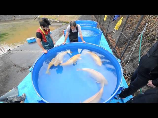 Konishi Koi Farm - Yamaguchi Super Jumbo Karashigoi Ikeage 2014