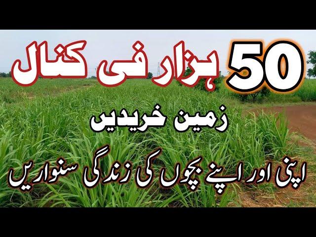 40 Acres Price 50 Hzar per Canal || Land For Sale in Pakistan || Azhar Jahangir official