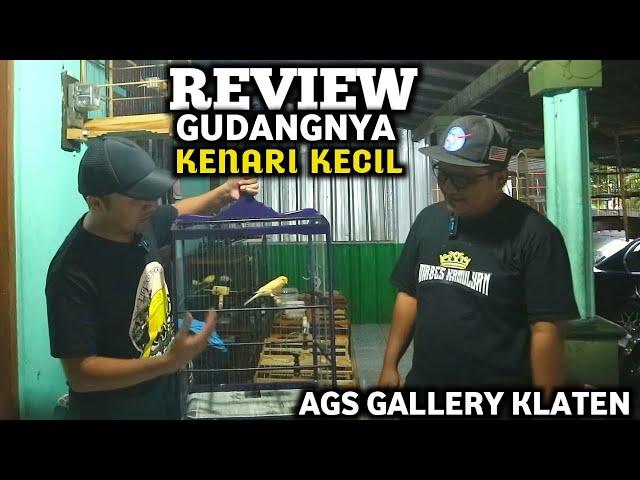 REVIEW koleksi Puluhan kenari kecil di AGS galeri klaten