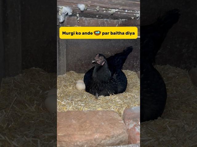 Murgi ko ando 🪺par baitha diya #petvlogger #petlover #birds #pigeon #budgries #murgi #egg