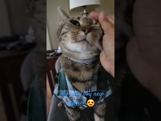 MY BOY GOT A NEW CLOTHES #catlover #catvideos #cats #catlovers