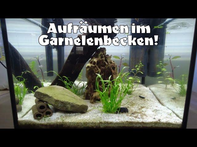 Neugestaltung des Garnelen-Aquariums – zu viel Pflanzen zurückgeschnitten?