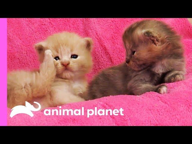 Curious Calico Kittens Explore Their Dog Grooming Salon | Too Cute!