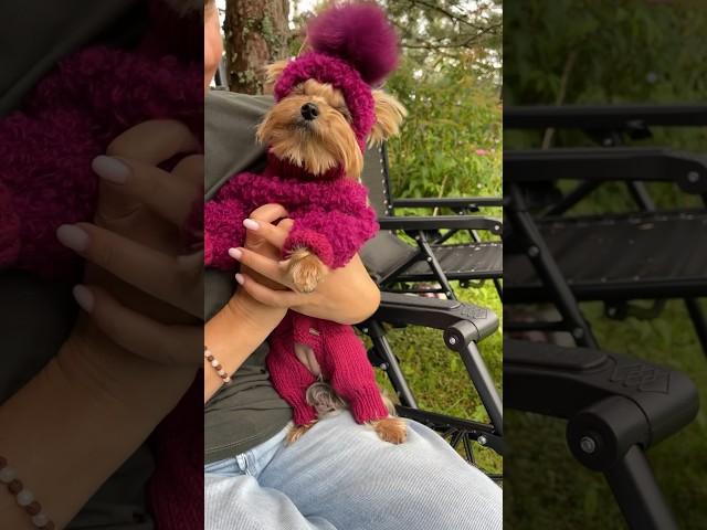 Часто вы спрашиваете, как надевать костюм на собачку? Удобно ли? А как шапочка сидит, а ушкам как?